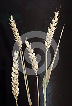 Wheat Husks