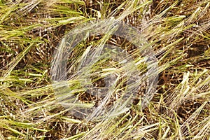 Wheat husks in field