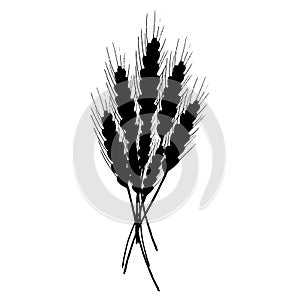 Wheat icon. Vector illustration of  ears of wheat. Hand drawn wheat