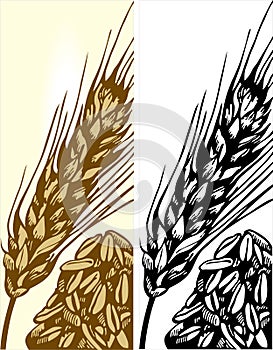 Wheat illustration