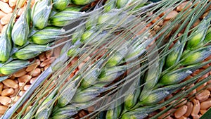 Wheat background buds close up