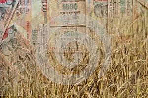 Wheat and Indian Money or currency in double exposure shot, a concept for earnings or spend in Agriculture