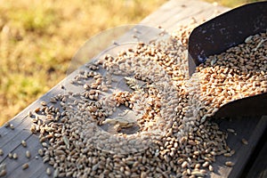 Wheat on an Iron Shovel