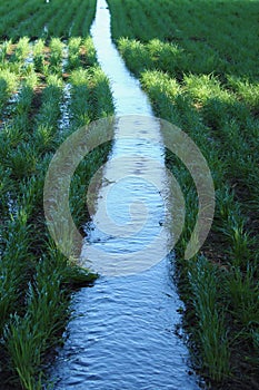 Wheat irrigation