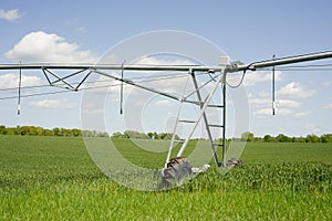 Wheat Irrigation