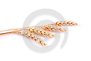 Wheat isolated