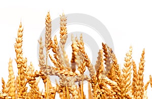 Wheat isolated