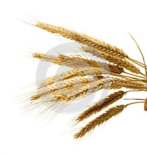 Wheat isolated on white