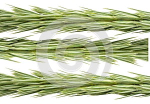 Wheat isolated on white