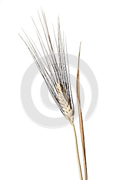 Wheat isolated on white backgrounds, spiga di grano photo