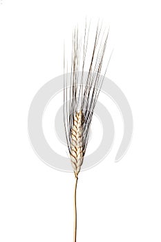 Wheat isolated on white backgrounds, spiga di grano photo