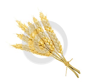 Wheat isolated on white. without shadow