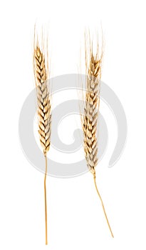 Wheat isolated on white. without shadow