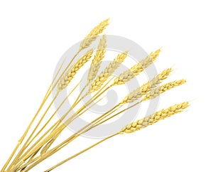 Wheat isolated on white. without shadow