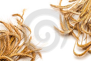 Wheat isolated. Whole, barley, harvest wheat sprouts. Wheat grain ear or rye spike plant isolated on white background