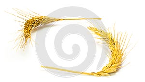 Wheat isolated. Whole, barley, harvest wheat sprouts. Wheat grain ear or rye spike plant isolated on white background