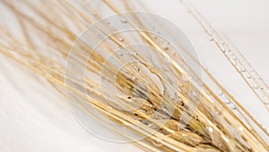 Wheat kernel spikes in water drops, grain on white