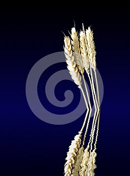 Wheat kernels photo