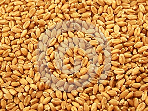 Wheat kernels