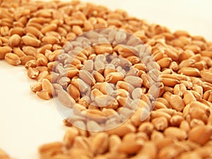 Wheat kernels