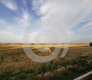 Wheat lands in counrtyside