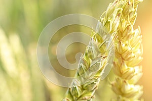 Wheat landscape. Rye plant green grain field in agriculture farm harvest. Golden crop cereal bread background.