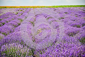 Wheat and lavender fields