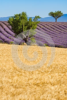 Wheat and lavender fields in Valensole in Summer. Alpes de Hautes Provence, Alps, France