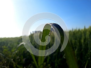 Wheat leaves and guttation processes