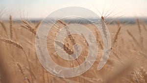 Wheat lifestyle crop field sunset landscape slow motion video. farmer Smart farming agriculture ecology concept. Wheat