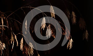 Wheat-like grass detail