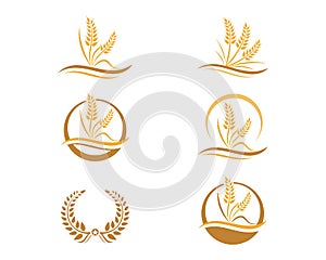 Wheat logo Template Vector