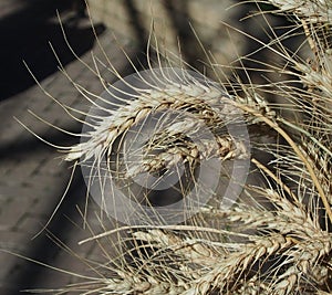 Wheat With Long Awns