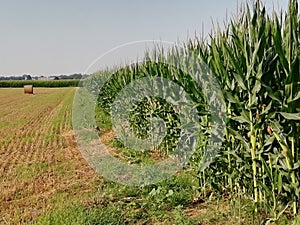 Wheat and maize  agriculture  environment