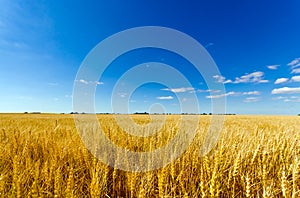 Wheat meadow