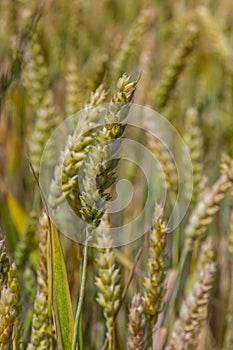 Wheat meadow. Ripe Gold Barley field in summer. Nature organic Yellow rye plant Growing to harvest. World global food with sunset