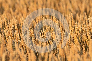 Wheat meadow at sunset