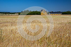 Wheat meadows in Northern Sjelland, Denmark