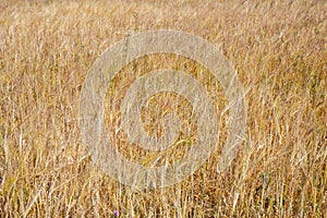 Wheat meadows in Northern Sjelland, Denmark