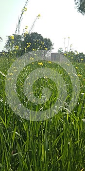 Wheat and mustard plant photo