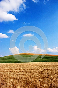 Wheat and oat fields