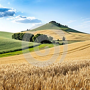 Wheat and oat fields with gentle hill and blue sky