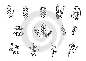 Wheat, oat, rice, barley, corn, rye, millet, flax grain ear, nature set, line icon. Linear sketch ear and grain. Outline