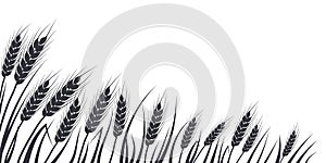 Wheat, oat, rye or barley field silhouette. Cereal plant border, agricultural landscape with black spikelets. Banner for
