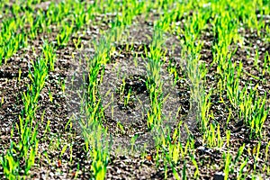 Wheat or oat or rye seedlings growing on a agricaltural field in spring morning.