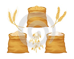 Wheat, oats and barley. Wheat and oat grains in large bags. Flour from cereals. A bag of flour and ears of cereals