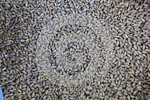 Wheat, one of the basic agricultural products