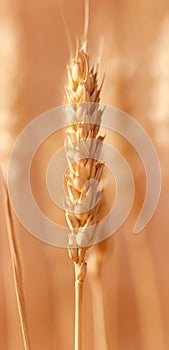 Wheat photo