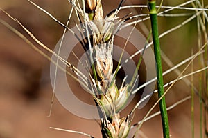 Wheat panicle infected with giberela