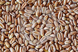 Wheat pattern , Wheat seeds closeup - Wheat grain wallpaper - kitchen wallpaper